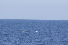 Eubalaena glacialis