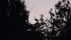 Ardeidae
