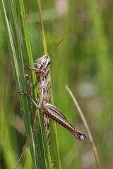 Schistocerca americana