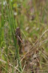 Schistocerca americana