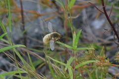 Bombyliinae