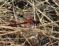 Sympetrum internum