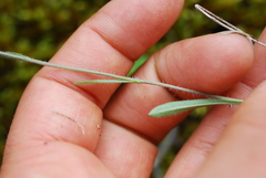 Erigeron lonchophyllus