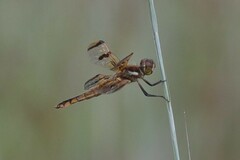 Libellula semifasciata