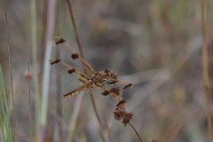 Libellula semifasciata
