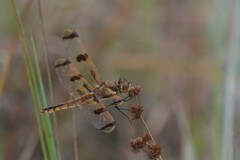 Libellula semifasciata