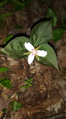 Trillium undulatum