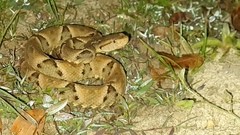 Bothrops moojeni