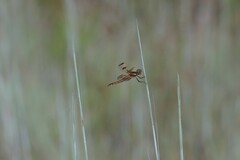 Libellula semifasciata