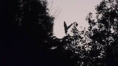 Ardeidae