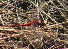 Sympetrum internum
