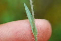 Erigeron lonchophyllus