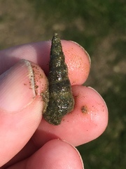 Zeacumantus lutulentus