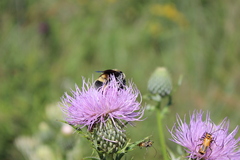 Bombus auricomus