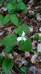 Trillium undulatum