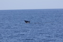 Eubalaena glacialis