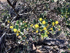 Acacia brachybotrya