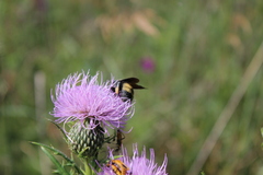 Bombus auricomus