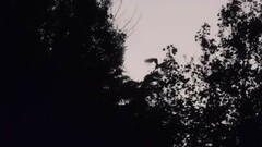 Ardeidae