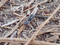 Bagrada hilaris