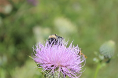 Bombus auricomus