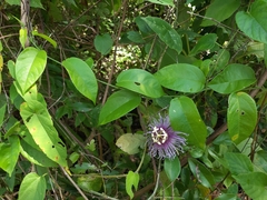 Passiflora serratifolia