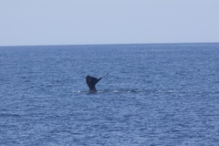 Eubalaena glacialis