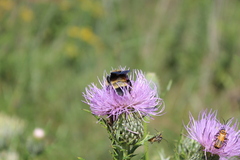 Bombus auricomus