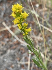 Solidago spathulata