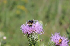 Bombus auricomus