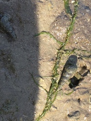 Zeacumantus lutulentus