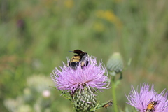 Bombus auricomus