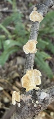 Trametes conchifer