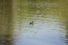 Gallinula galeata cachinnans