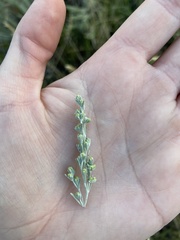 Artemisia tripartita