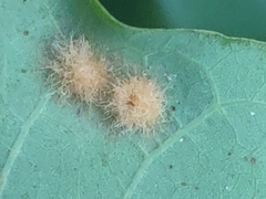 Neuroterus quercusverrucarum