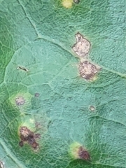 Neuroterus quercusverrucarum