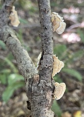 Trametes conchifer