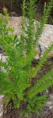 Lespedeza cuneata