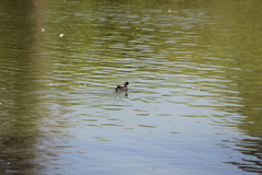 Gallinula galeata cachinnans