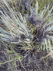 Artemisia tripartita