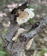 Trametes conchifer