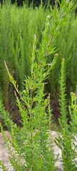 Lespedeza cuneata