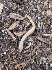 Elgaria multicarinata