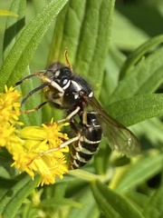 Hymenoptera