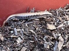 Elgaria multicarinata