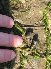 Zeacumantus lutulentus