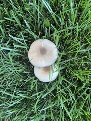 Agaricus californicus