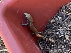 Elgaria multicarinata