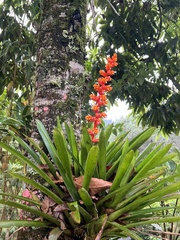 Guzmania multiflora